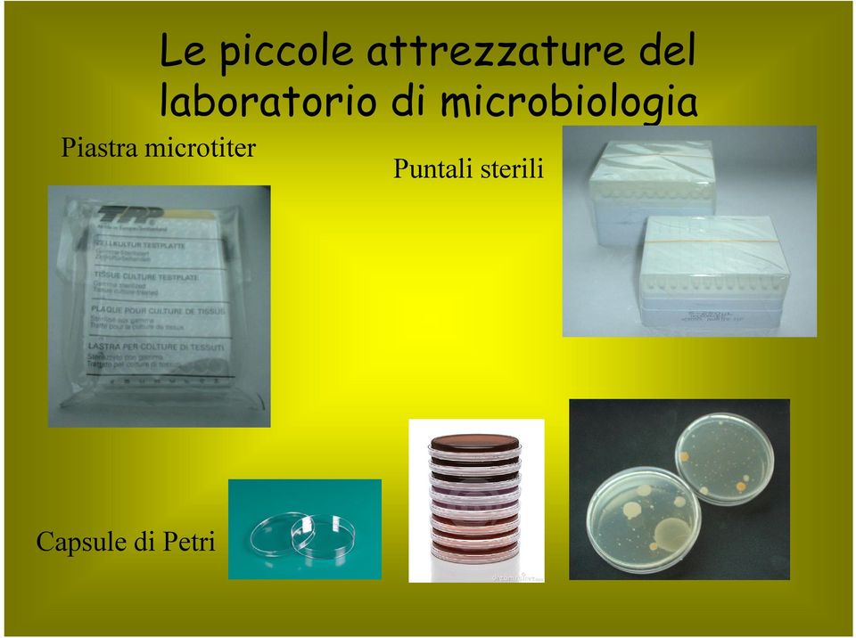 microbiologia Piastra