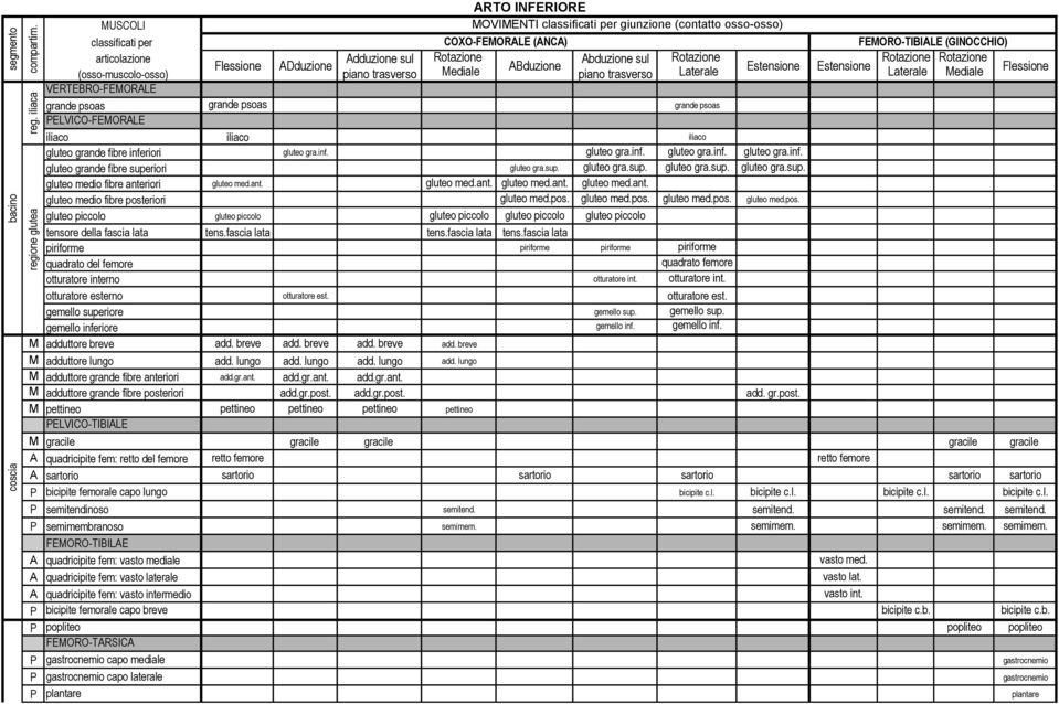 Rotazione Rotazione Rotazione Flessione ADduzione (ossomuscoloosso) piano trasverso Mediale ABduzione piano trasverso Laterale Estensione Estensione Laterale Mediale Flessione VERTEBROFEMORALE grande