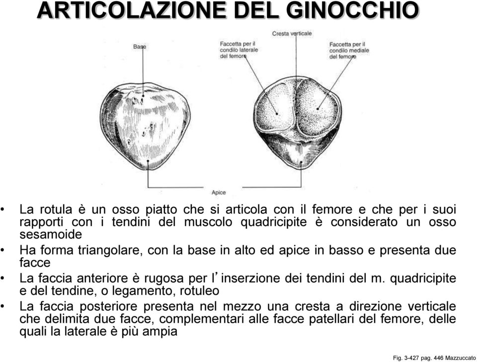 è rugosa per l inserzione dei tendini del m.