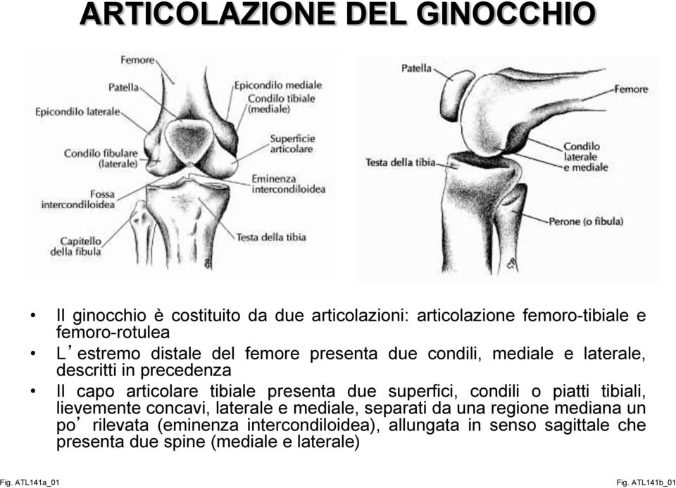 due superfici, condili o piatti tibiali, lievemente concavi, laterale e mediale, separati da una regione mediana un po rilevata