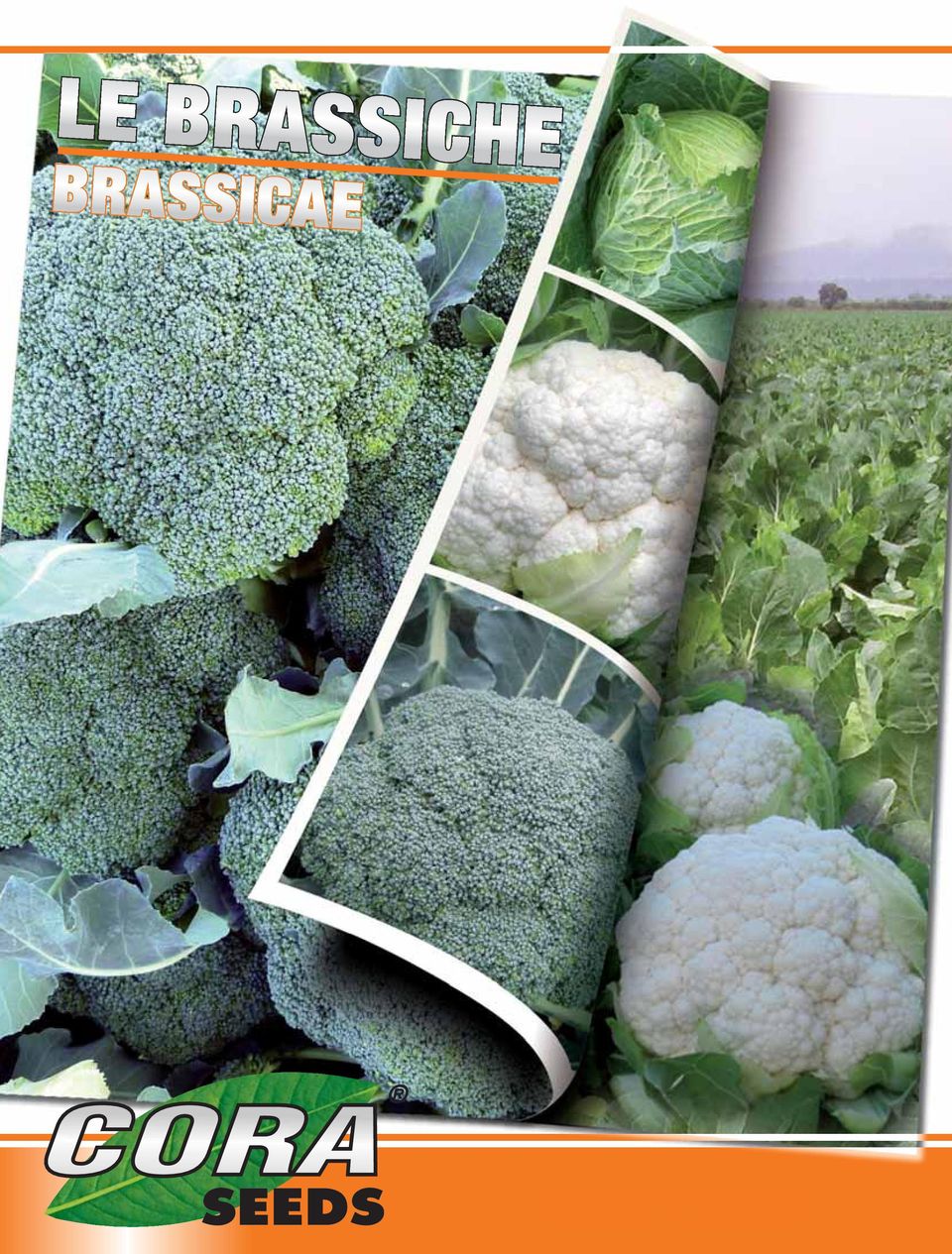 BRASSICAE