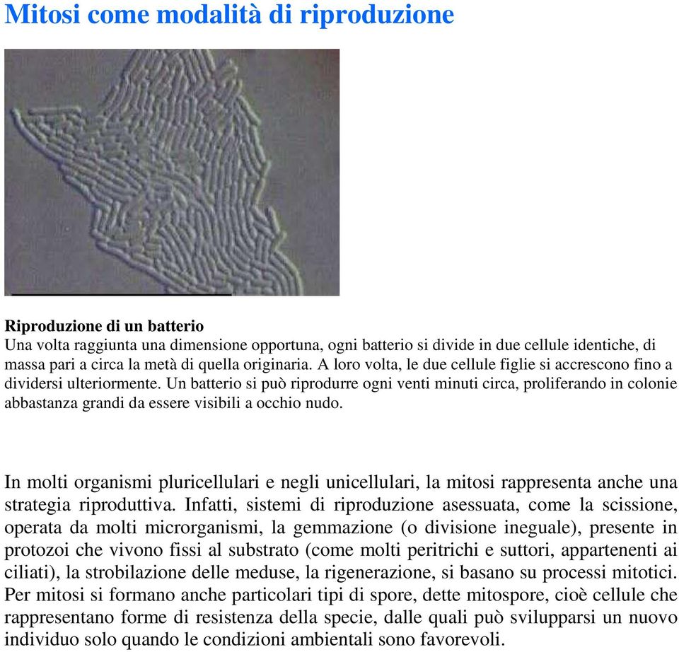 Un batterio si può riprodurre ogni venti minuti circa, proliferando in colonie abbastanza grandi da essere visibili a occhio nudo.