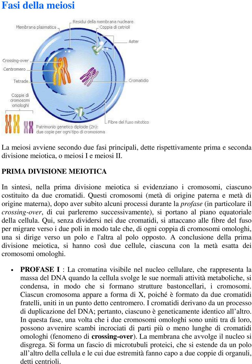 Questi cromosomi (metà di origine paterna e metà di origine materna), dopo aver subito alcuni processi durante la profase (in particolare il crossing-over, di cui parleremo successivamente), si