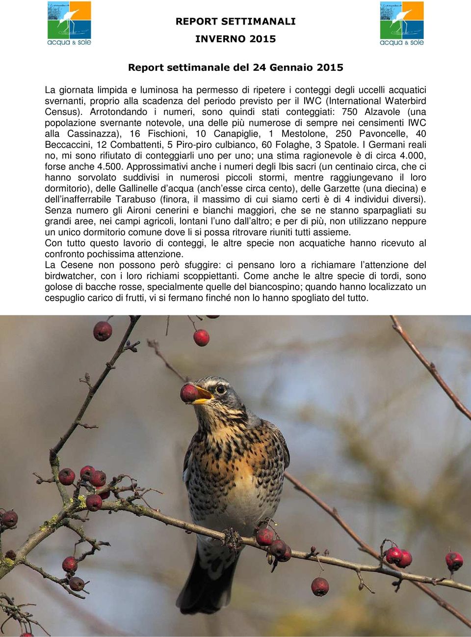 Arrotondando i numeri, sono quindi stati conteggiati: 750 Alzavole (una popolazione svernante notevole, una delle più numerose di sempre nei censimenti IWC alla Cassinazza), 16 Fischioni, 10