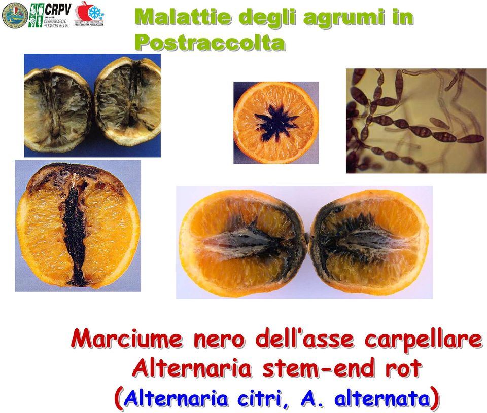 asse arpellare Alternaria