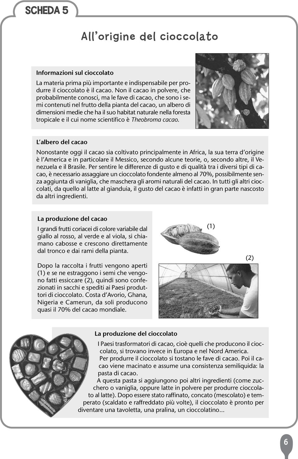 nella foresta tropicale e il cui nome scientifico è Theobroma cacao.