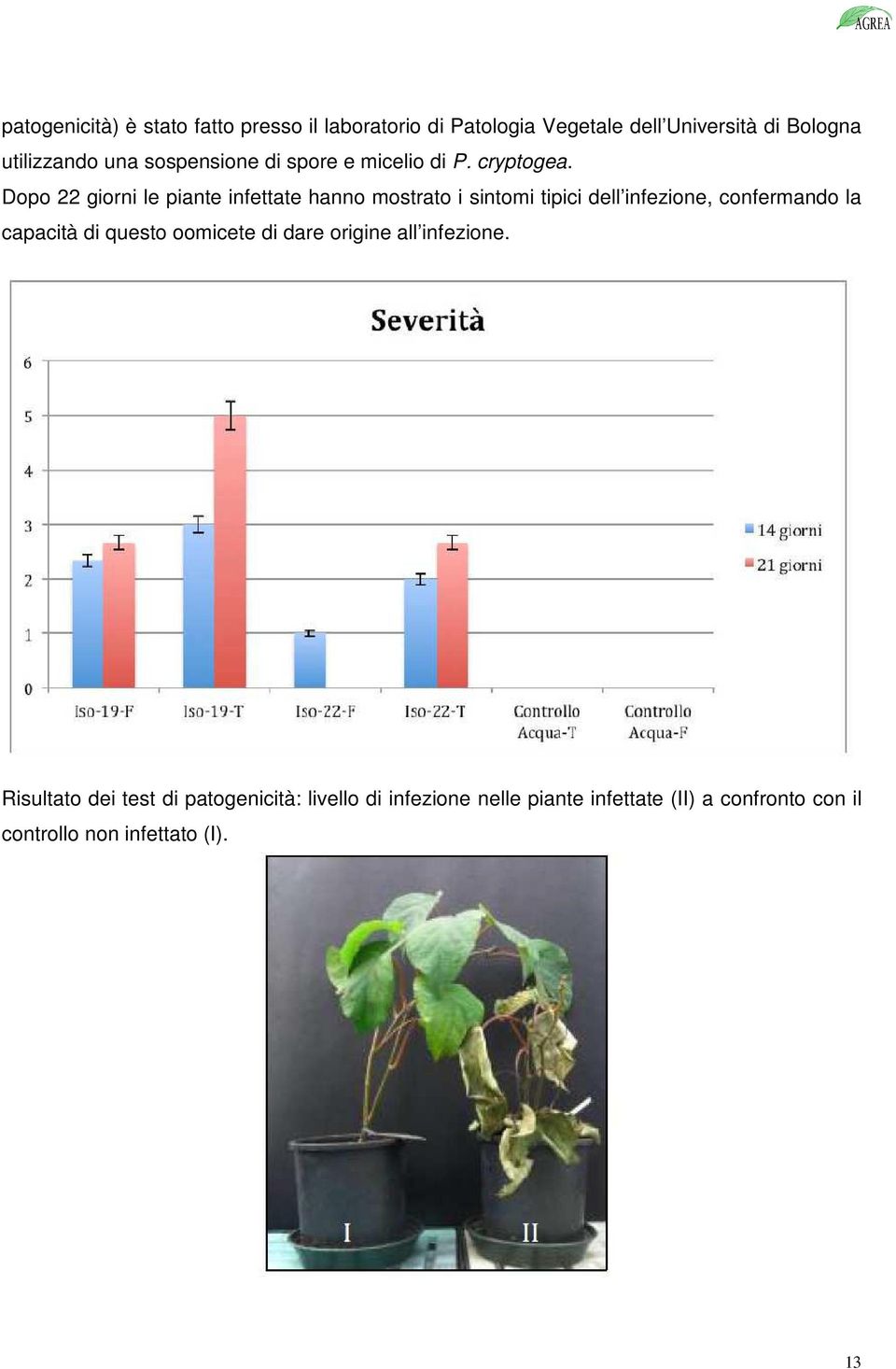 Dopo 22 giorni le piante infettate hanno mostrato i sintomi tipici dell infezione, confermando la capacità di