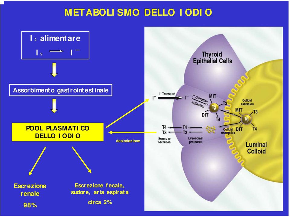 DELLO IODIO desiodazione Escrezione renale 98%