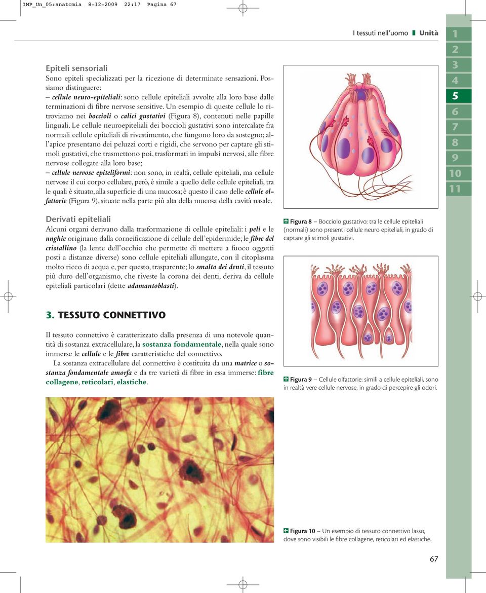 Un esempio di queste cellule lo ritroviamo nei boccioli o calici gustativi (Figura ), contenuti nelle papille linguali.