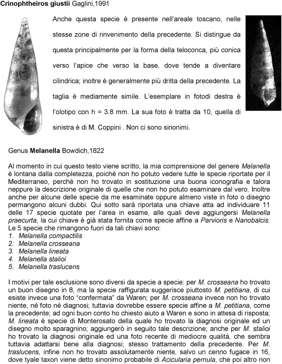 La taglia è mediamente simile. L esemplare in fotodi destra è l olotipo con h = 3.8 mm. La sua foto è tratta da 10, quella di sinistra è di M. Coppini. Non ci sono sinonimi.