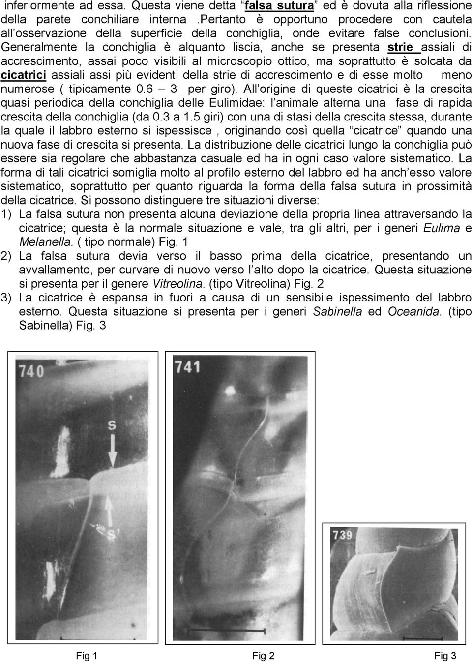 Generalmente la conchiglia è alquanto liscia, anche se presenta strie assiali di accrescimento, assai poco visibili al microscopio ottico, ma soprattutto è solcata da cicatrici assiali assi più