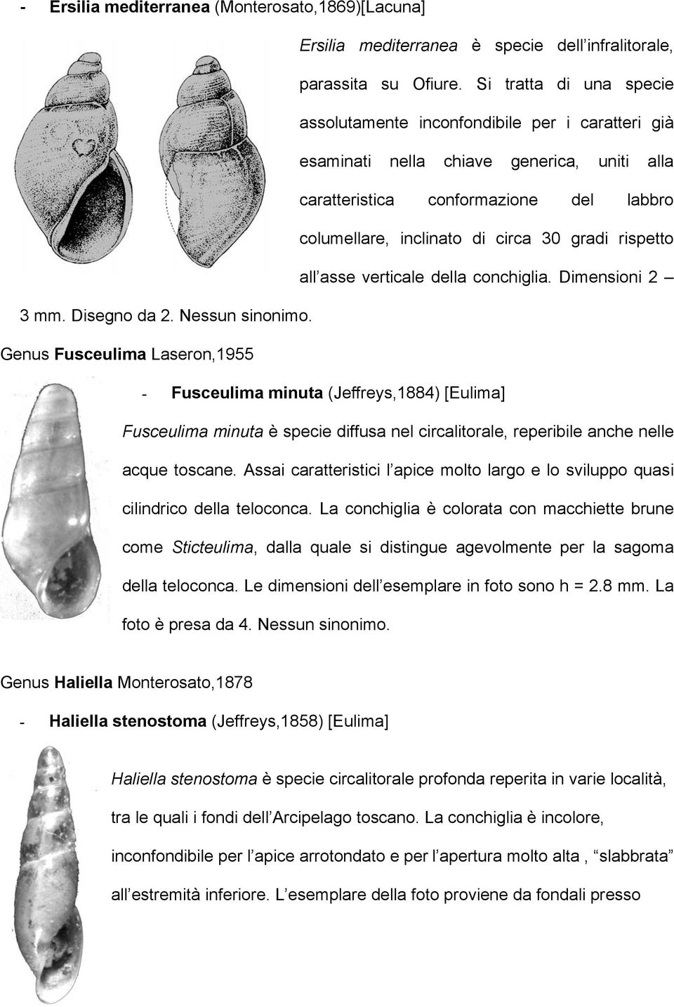 rispetto all asse verticale della conchiglia. Dimensioni 2 3 mm. Disegno da 2. Nessun sinonimo.