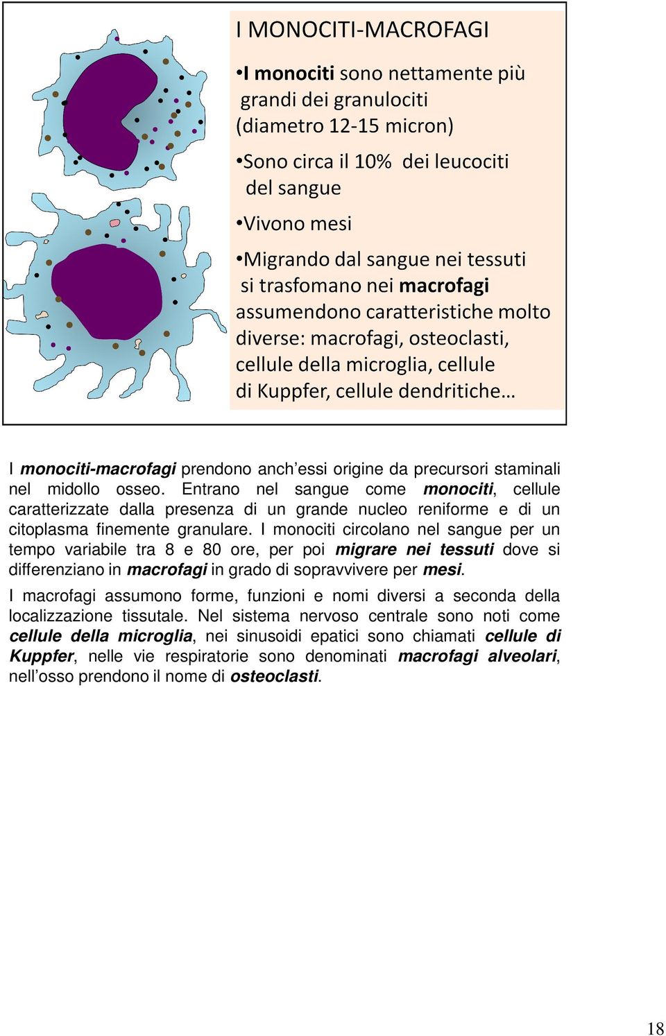 I monociti circolano nel sangue per un tempo variabile tra 8 e 80 ore, per poi migrare nei tessuti dove si differenziano in macrofagi in grado di sopravvivere per mesi.