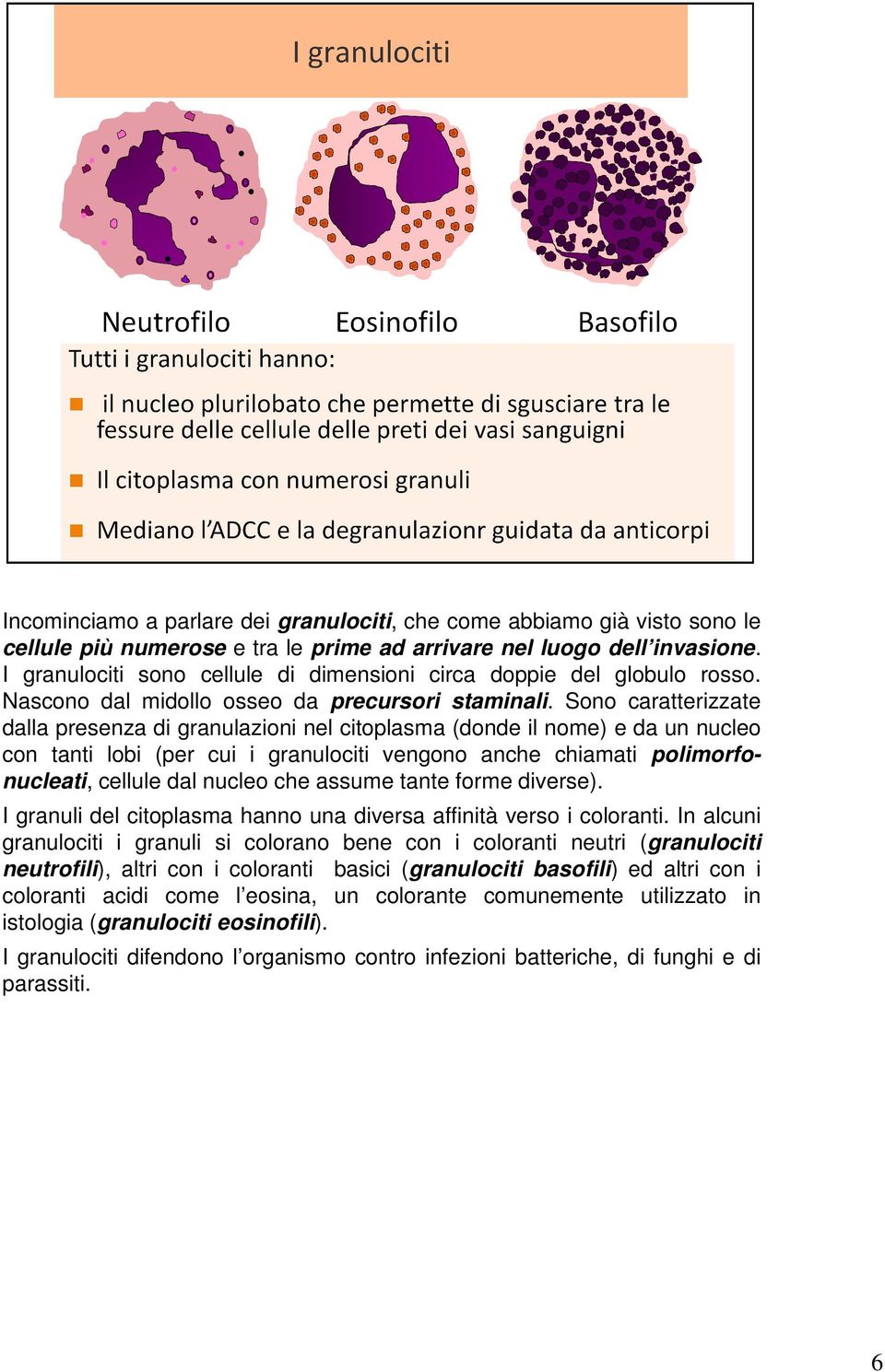 Sono caratterizzate dalla presenza di granulazioni nel citoplasma (donde il nome) e da un nucleo con tanti lobi (per cui i granulociti vengono anche chiamati polimorfonucleati, cellule dal nucleo che