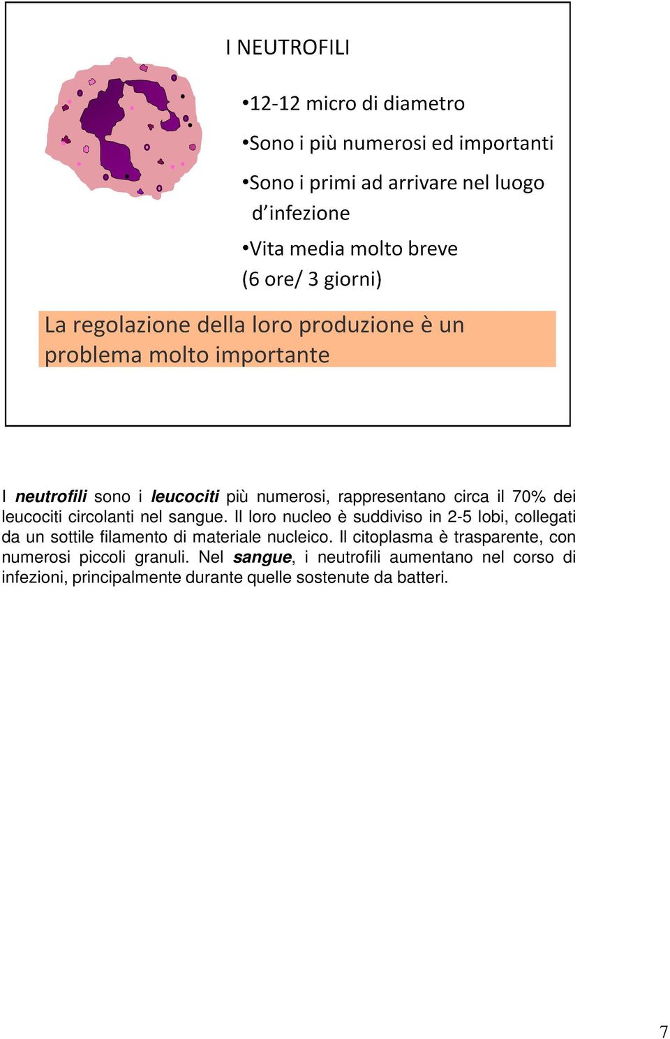 Il loro nucleo è suddiviso in 2-5 lobi, collegati da un sottile filamento di materiale