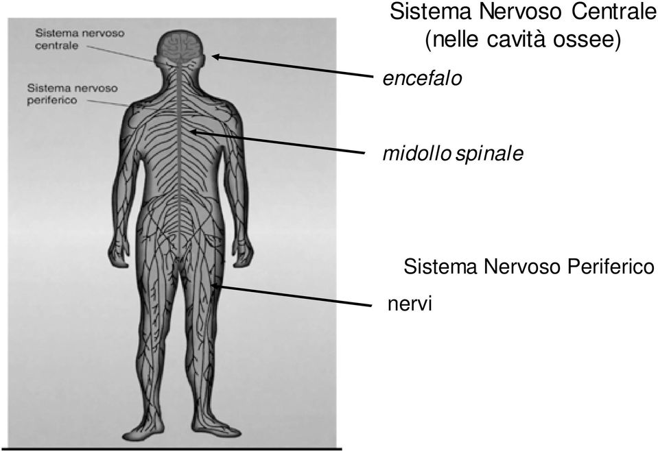 encefalo midollo spinale