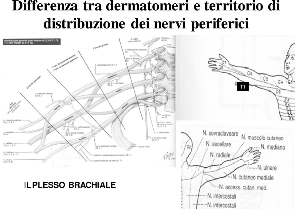 di distribuzione dei