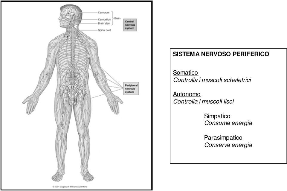 Autonomo Controlla i muscoli lisci