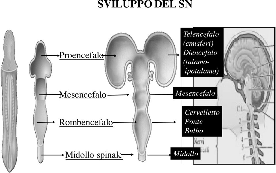 (emisferi) Diencefalo (talamoipotalamo)