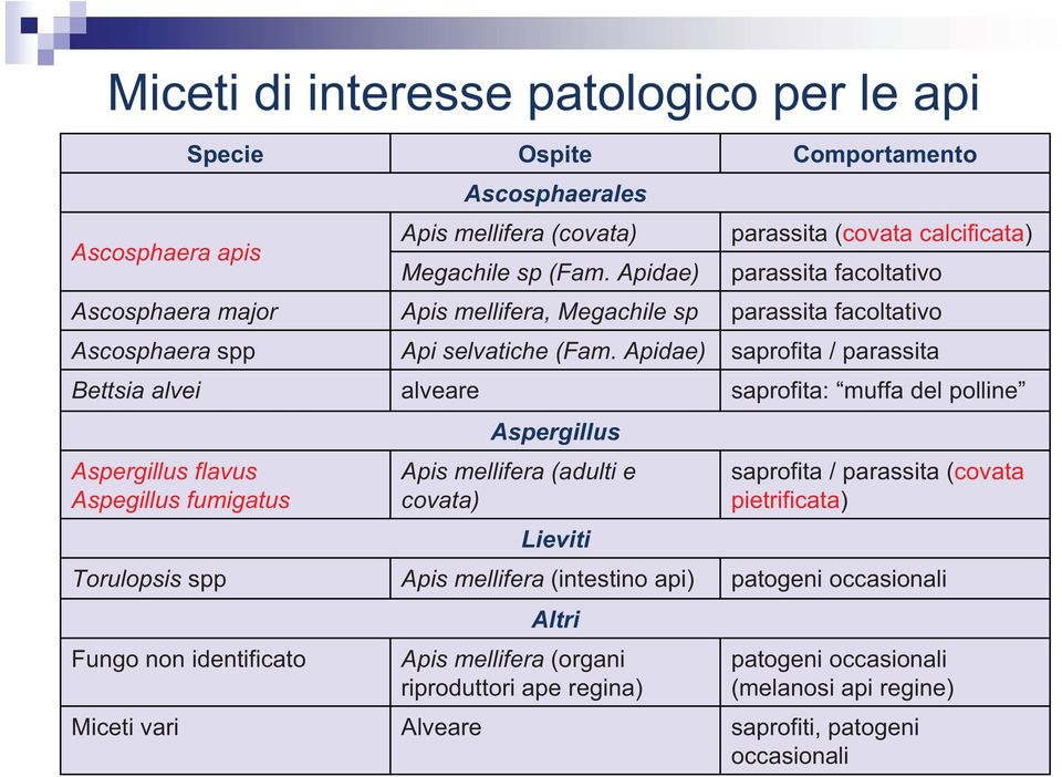 Apidae) Aspergillus Apis mellifera (adulti e covata) Lieviti Apis mellifera (intestino api) Altri Apis mellifera (organi riproduttori ape regina) Comportamento parassita (covata calcificata)