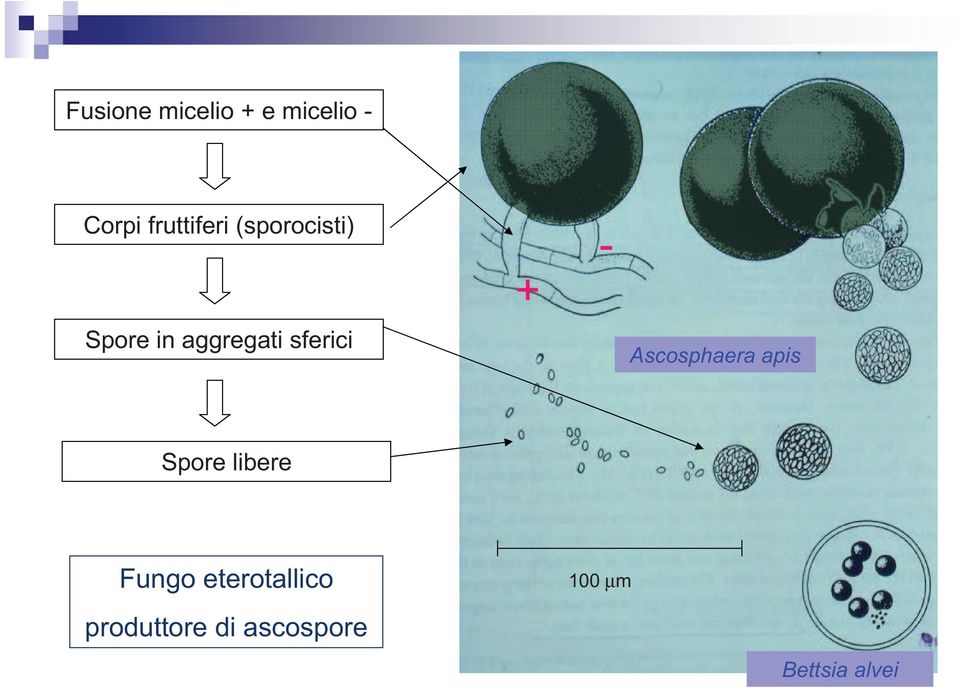 sferici + - Ascosphaera apis Spore libere