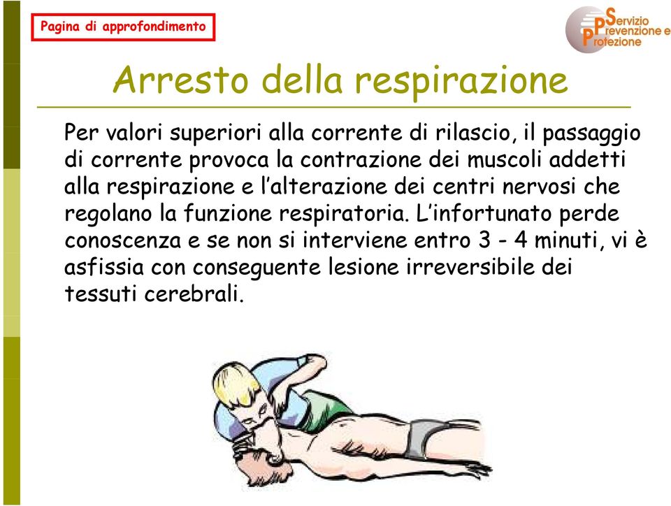 nervosi che regolano la funzione respiratoria.