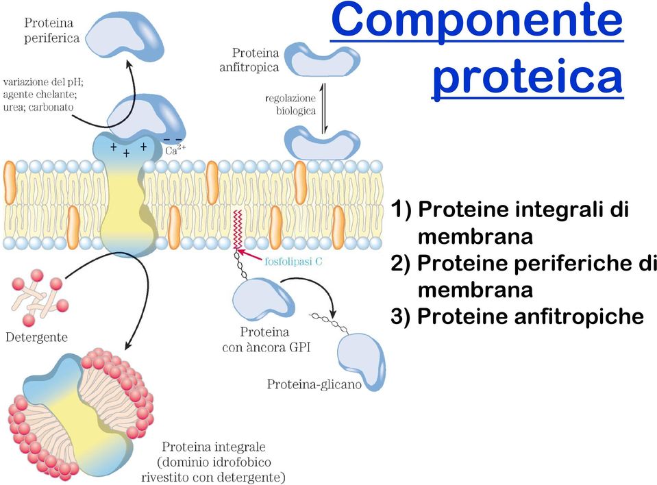 membrana 2) Proteine