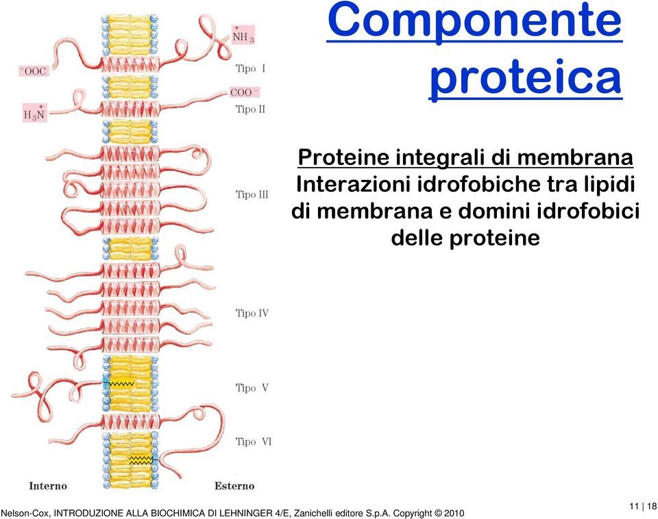 domini idrofobici delle proteine Nelson-Cox, INTRODUZIONE