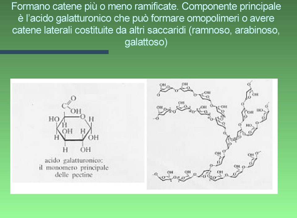 può formare omopolimeri o avere catene laterali