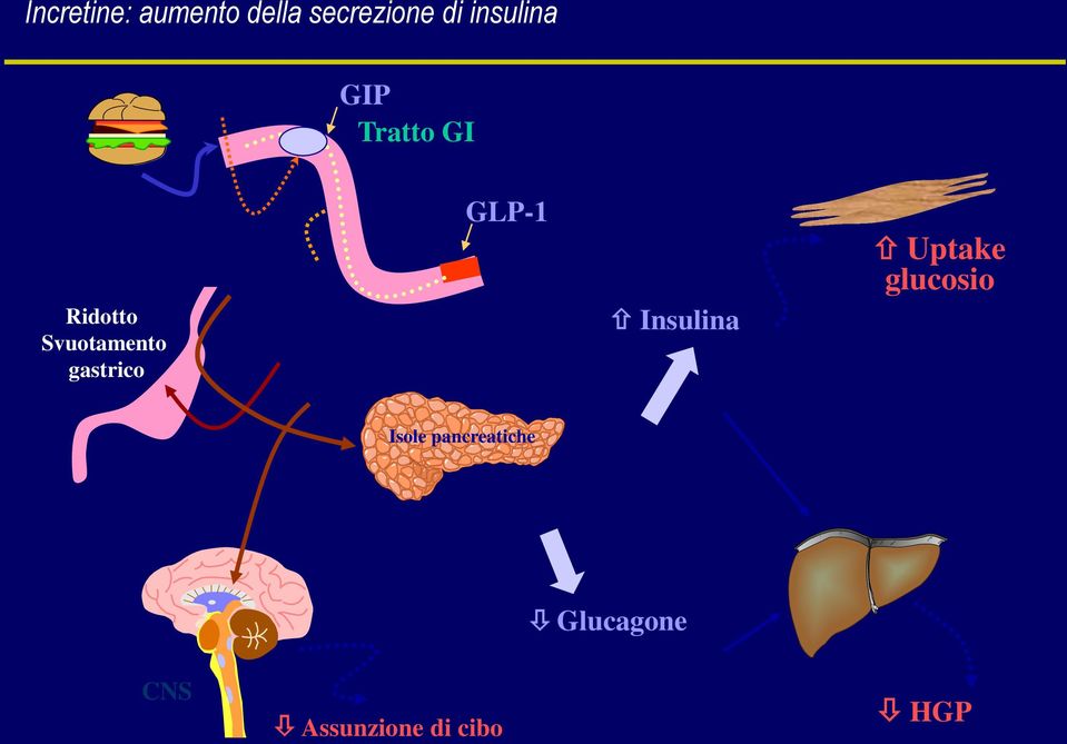 gastrico GLP-1 Insulina Uptake glucosio