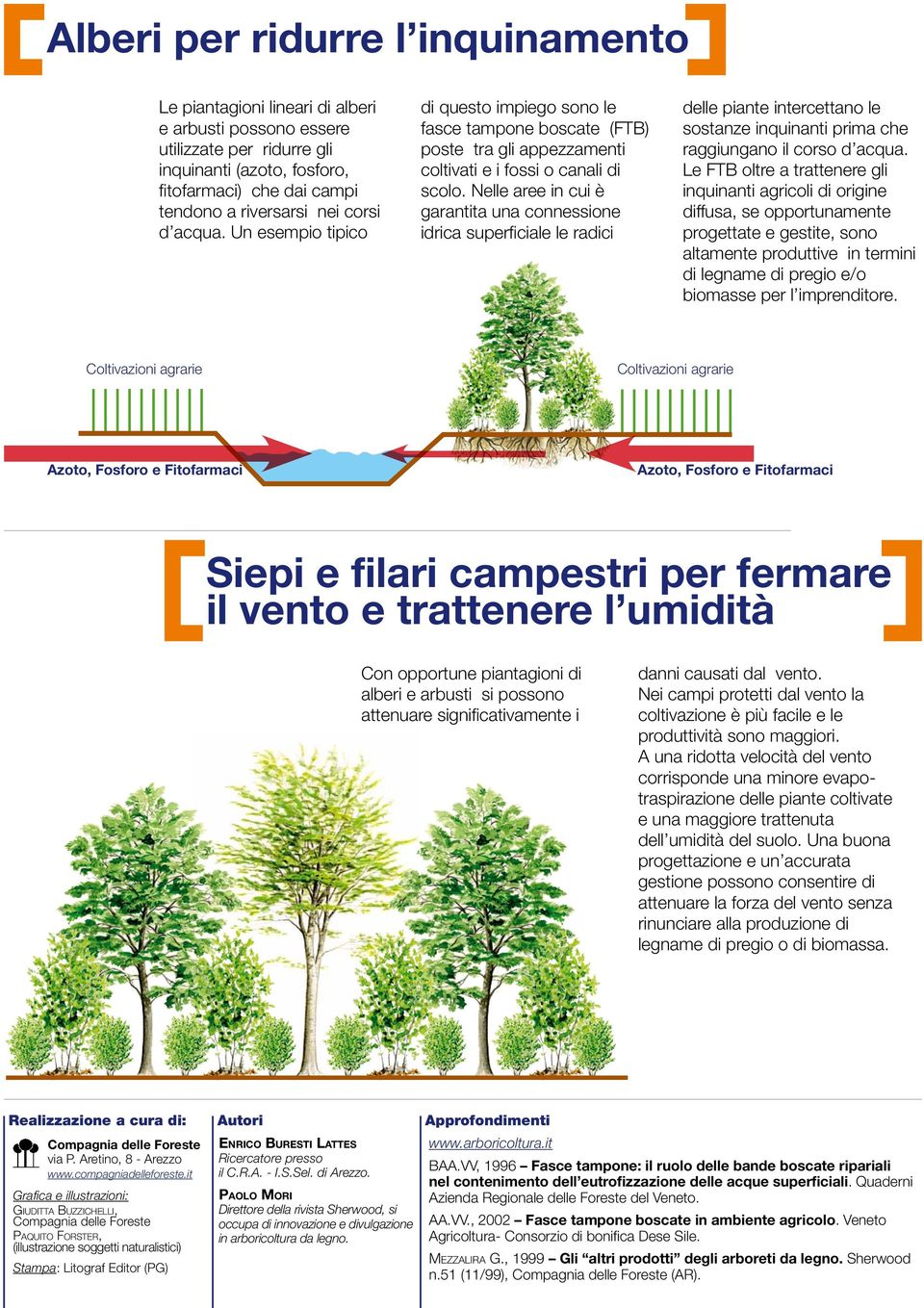 Nelle aree in cui è garantita una connessione idrica superficiale le radici delle piante intercettano le sostanze inquinanti prima che raggiungano il corso d acqua.