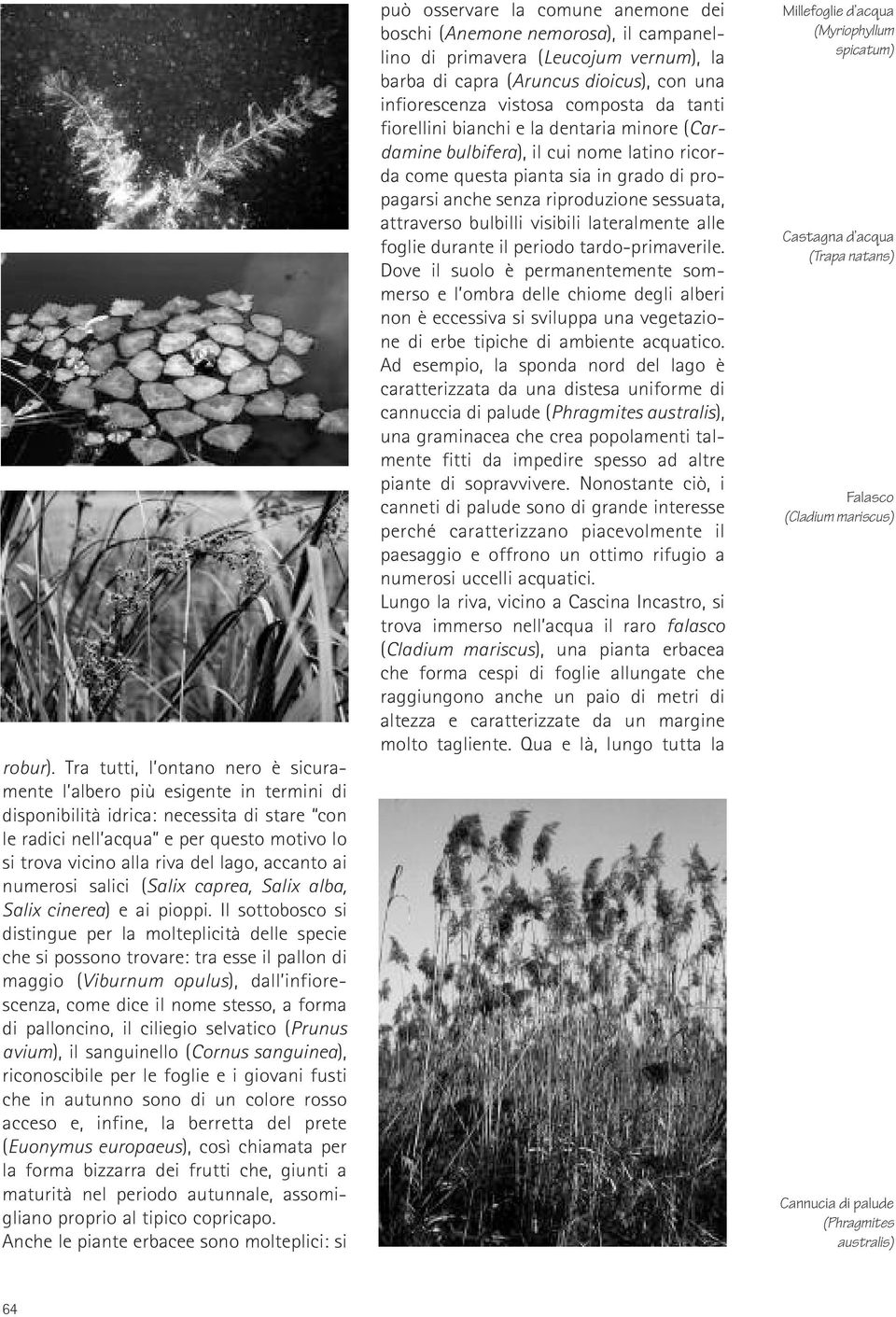 accanto ai numerosi salici (Salix caprea, Salix alba, Salix cinerea) e ai pioppi.