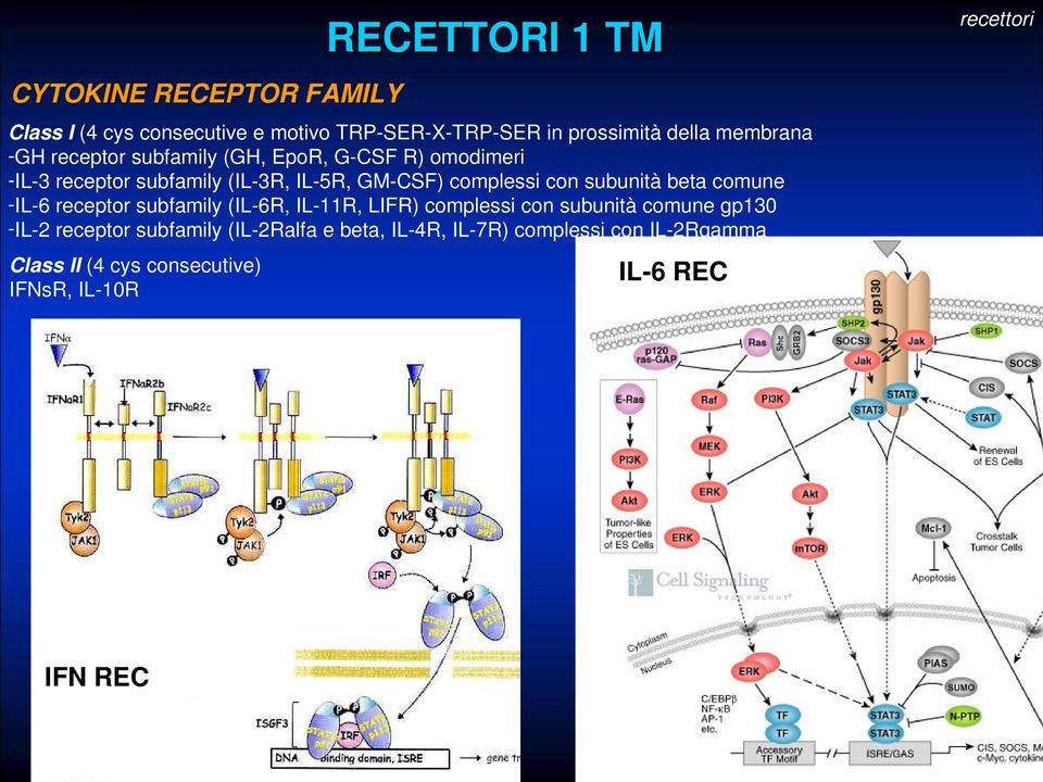 CSF)complessiconsubunitàbetacomune IL 6receptorsubfamily(IL 6R,IL 11R,LIFR)complessiconsubunitàcomunegp130