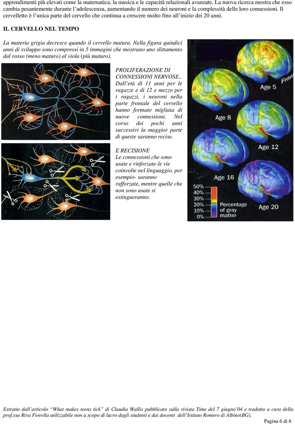 Il cervelletto è l unica parte del cervello che continua a crescere molto fino all inizio dei 20 anni. IL CERVELLO NEL TEMPO La materia grigia decresce quando il cervello matura.