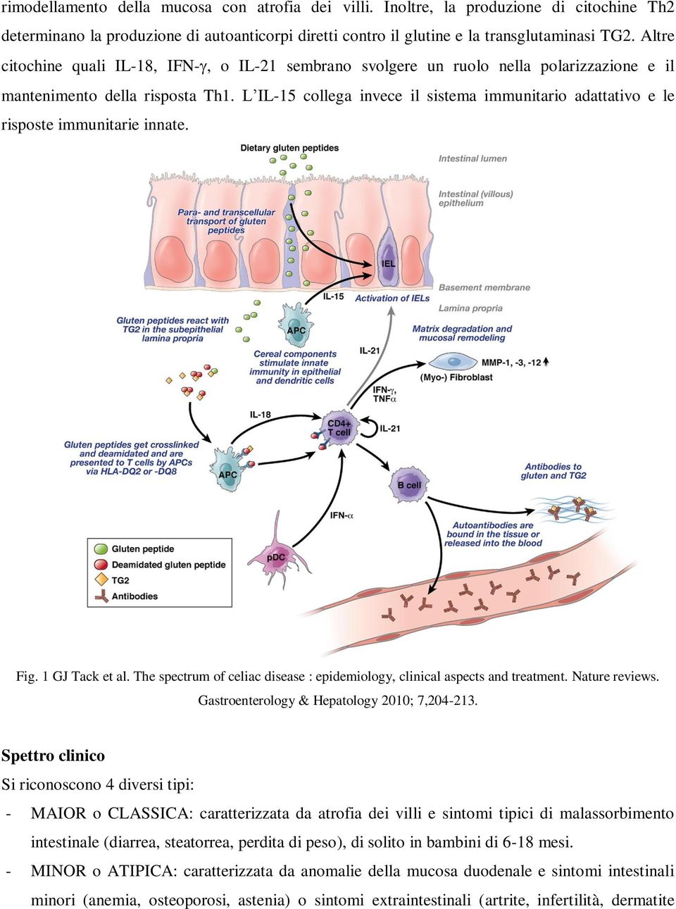 L IL-15 collega invece il sistema immunitario adattativo e le risposte immunitarie innate. Fig. 1 GJ Tack et al. The spectrum of celiac disease : epidemiology, clinical aspects and treatment.