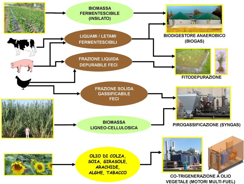 GASSIFICABILE FECI BIOMASSA LIGNEO-CELLULOSICA PIROGASSIFICAZIONE (SYNGAS) OLIO DI