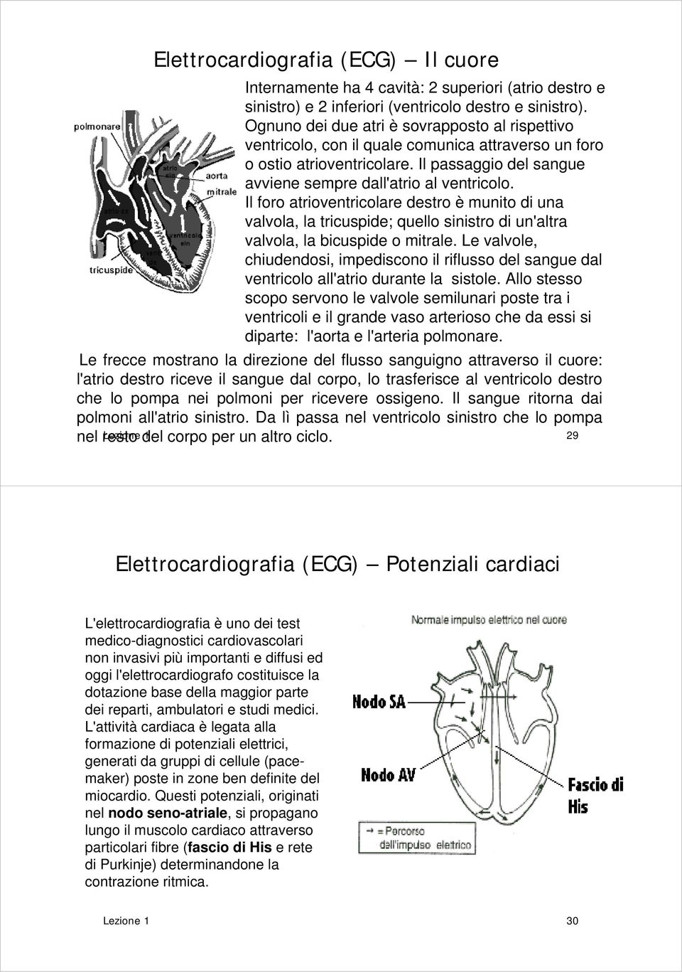 Il foro atrioventricolare destro è munito di una valvola, la tricuspide; quello sinistro di un'altra valvola, la bicuspide o mitrale.