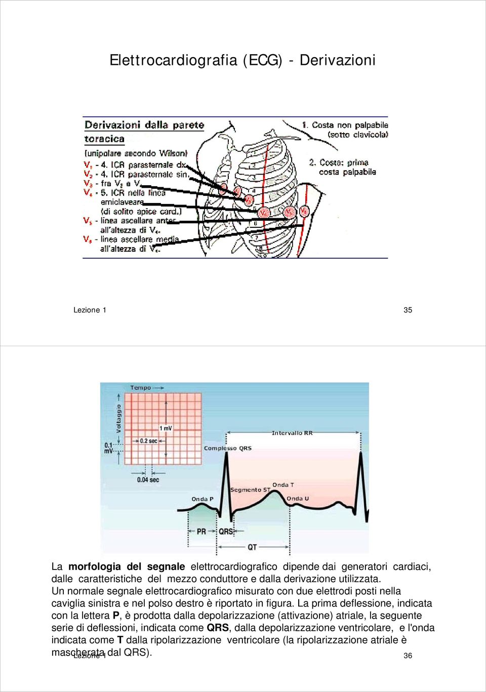 Un normale segnale elettrocardiografico misurato con due elettrodi posti nella caviglia sinistra e nel polso destro è riportato in figura.