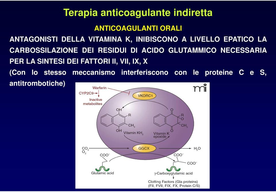 ACIDO GLUTAMMICO NECESSARIA PER LA SINTESI DEI FATTORI II, VII, IX, X (Con