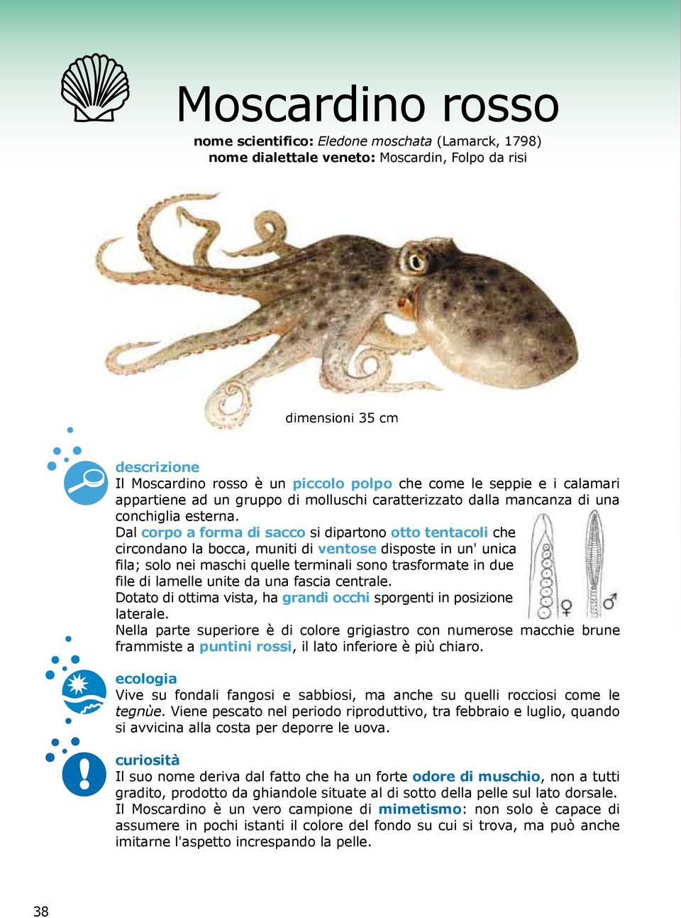 Dal corpo a forma di sacco si dipartono otto tentacoli che circondano la bocca, muniti di ventose disposte in un' unica fila; solo nei maschi quelle terminali sono trasformate in due file di lamelle