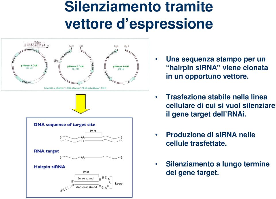 Trasfezione stabile nella linea cellulare di cui si vuol silenziare il gene