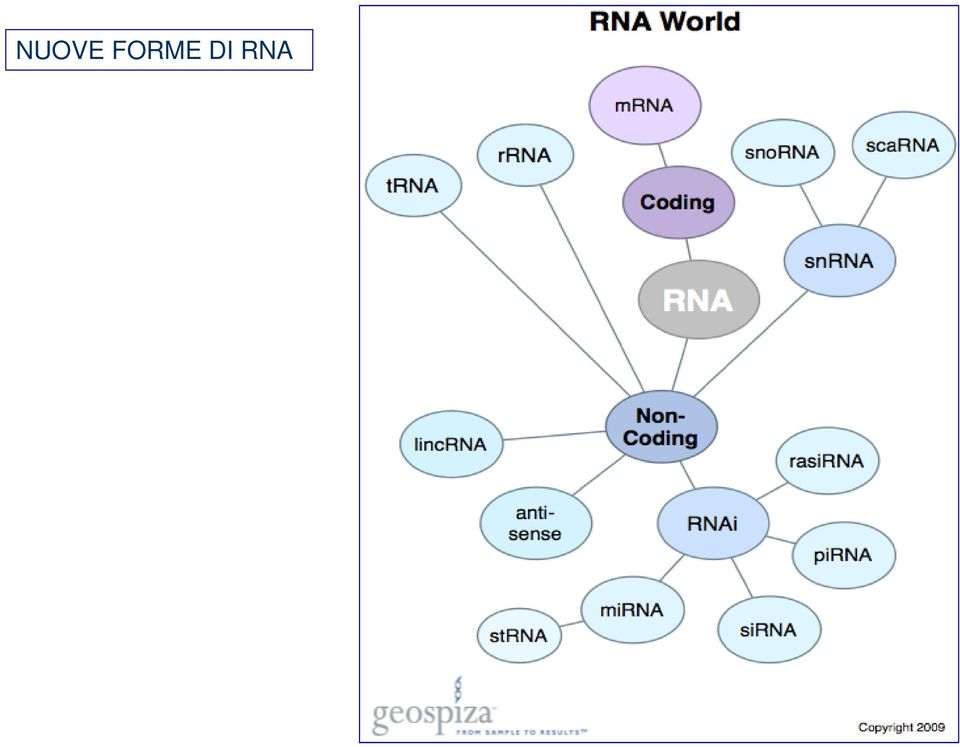 RNA