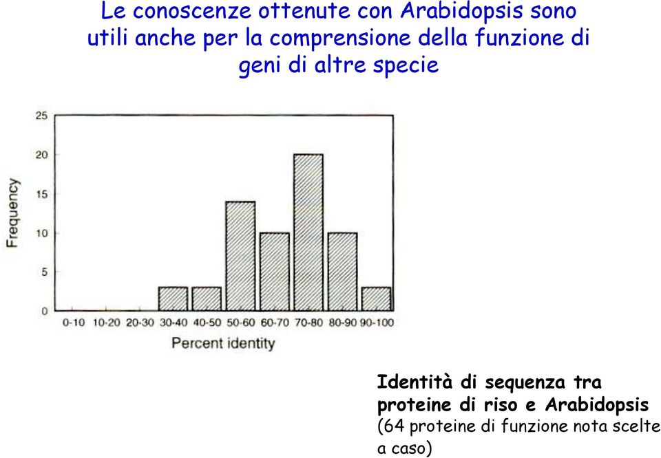 altre specie Identità di sequenza tra proteine di