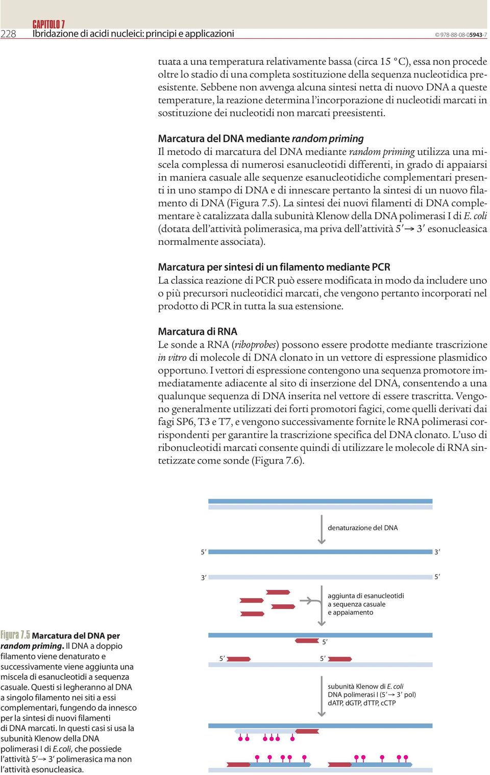 Sebbene non avvenga alcuna sintesi netta di nuovo DN a queste temperature, la reazione determina l incorporazione di nucleotidi marcati in sostituzione dei nucleotidi non marcati preesistenti.