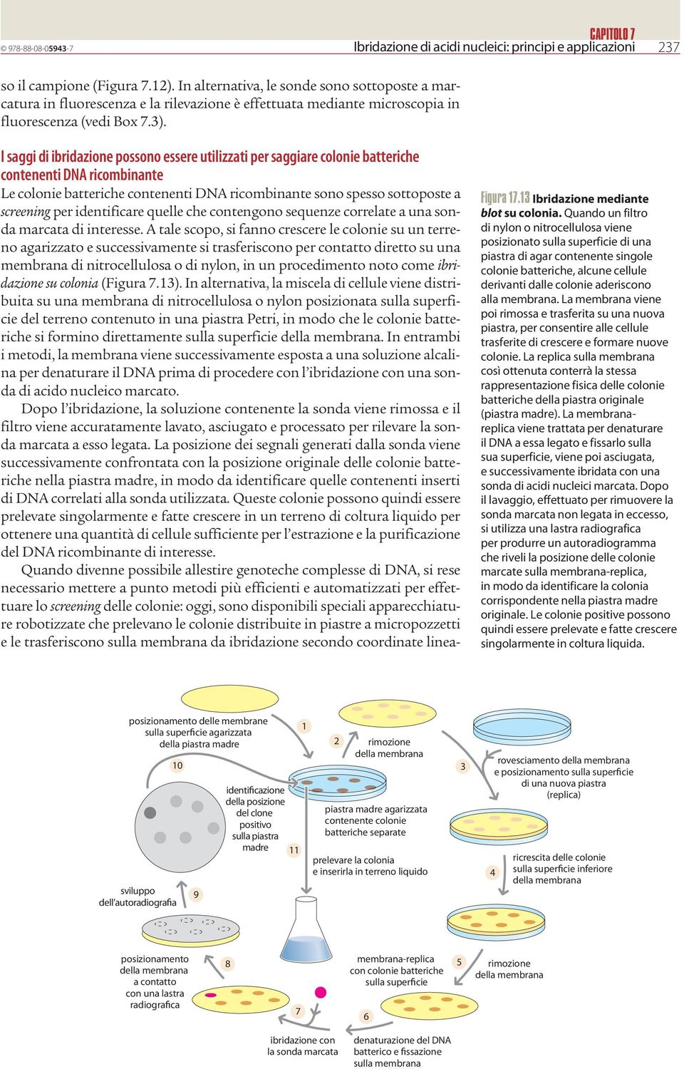 I saggi di ibridazione possono essere utilizzati per saggiare colonie batteriche contenenti DN ricombinante Le colonie batteriche contenenti DN ricombinante sono spesso sottoposte a screening per