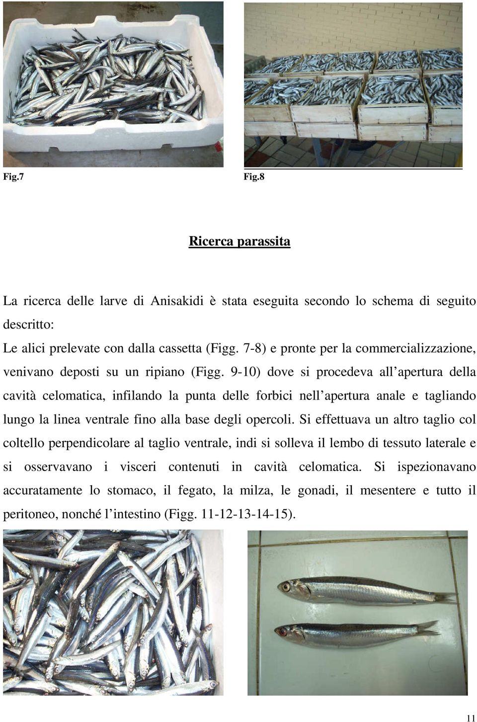 9-10) dove si procedeva all apertura della cavità celomatica, infilando la punta delle forbici nell apertura anale e tagliando lungo la linea ventrale fino alla base degli opercoli.