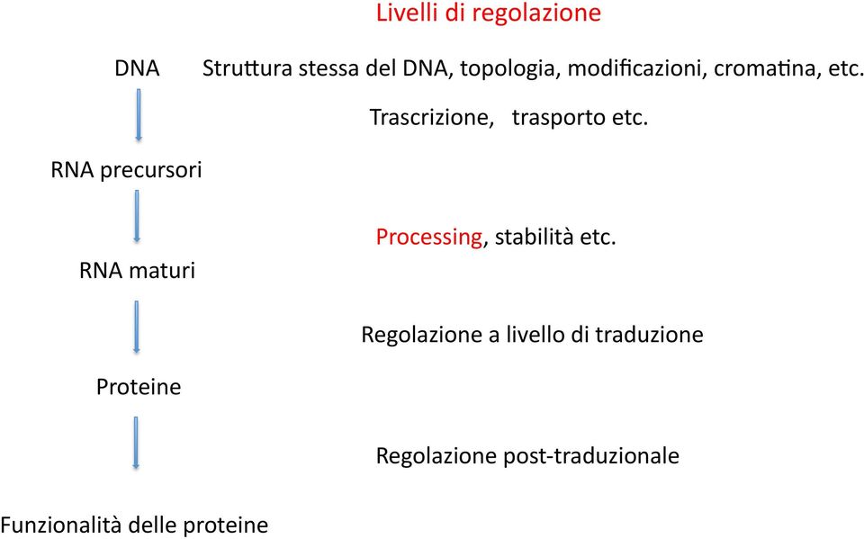 RNA precursori RNA maturi Processing, stabilità etc.