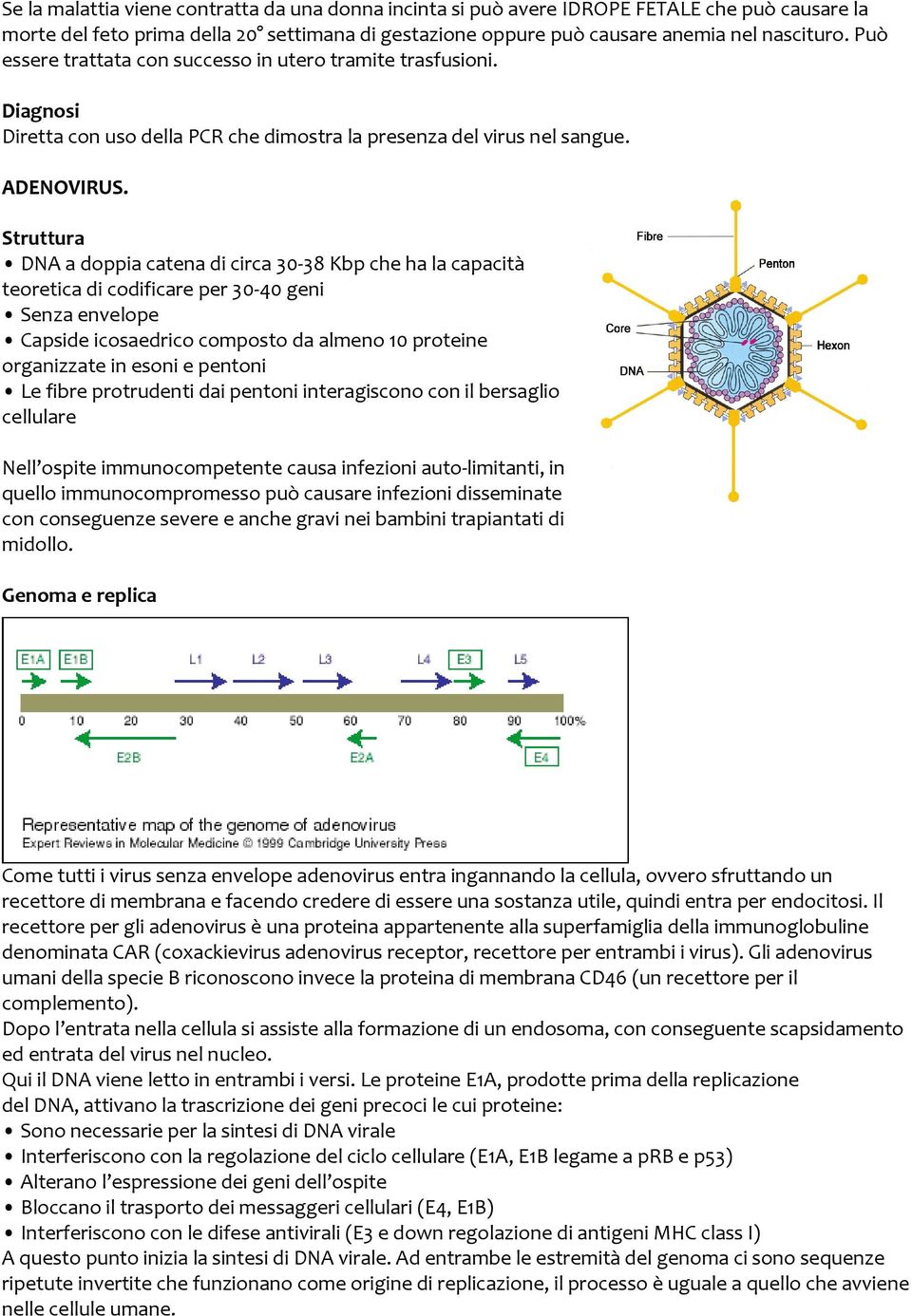 Struttura DNA a doppia catena di circa 30-38 Kbp che ha la capacità teoretica di codificare per 30-40 geni Senza envelope Capside icosaedrico composto da almeno 10 proteine organizzate in esoni e