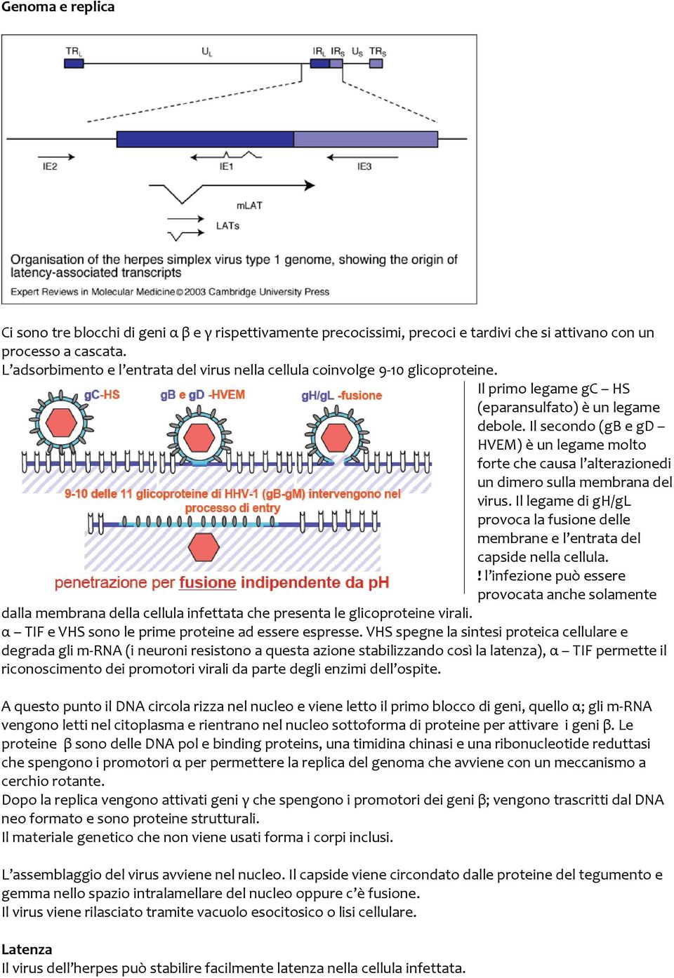 Il secondo (gb e gd HVEM) è un legame molto forte che causa l alterazionedi un dimero sulla membrana del virus.