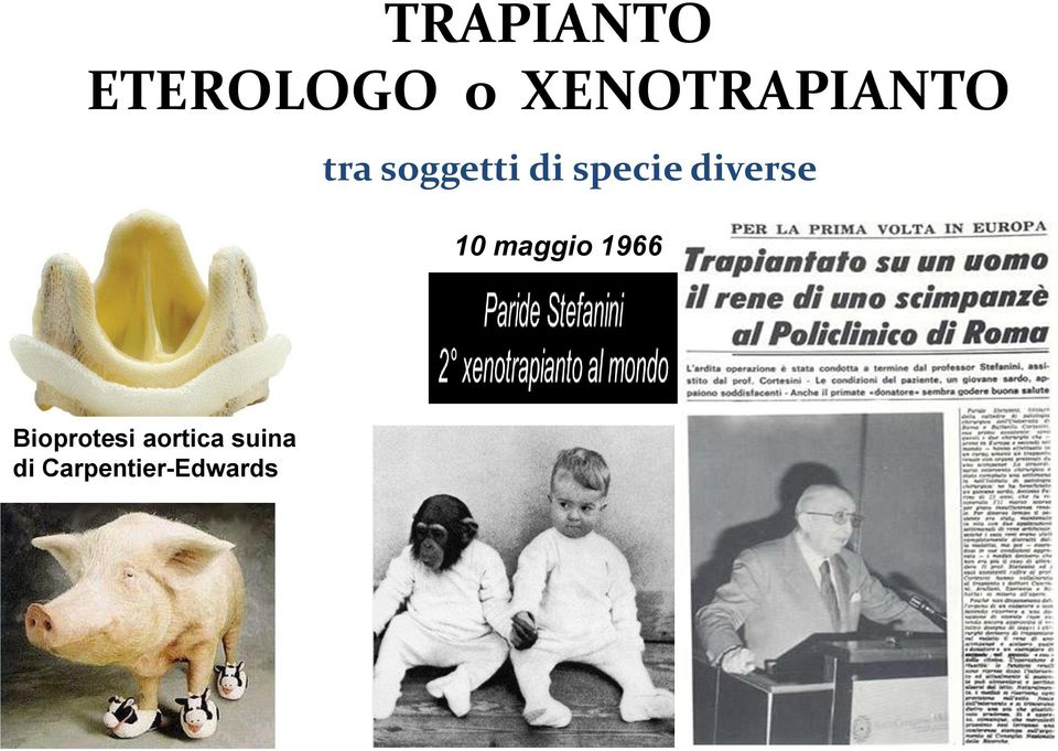 specie diverse 10 maggio 1966